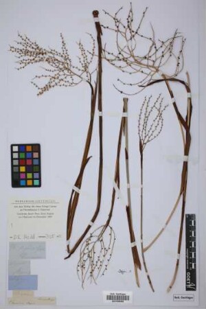 Chamaedorea elegans Mart.