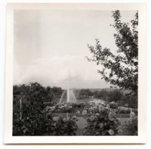 Deutsche Gartenschau 1950 auf dem Killesberg, Stuttgart: Wasserbecken mit Fontäne, Dahlien