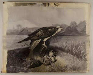 Raubvogel