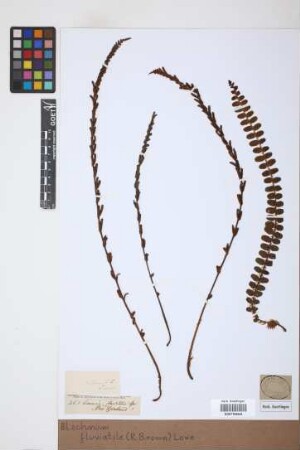 Blechnum fluviatile (R.Br.) Lowe; Salom.