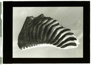 Elephas antiquus