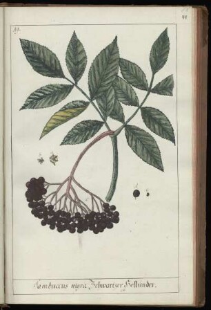 19. Sambuccus nigra. Schwartzer Hollunder