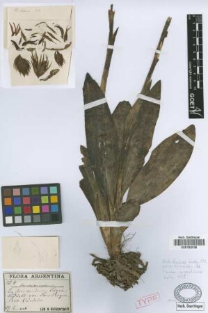 Stenorrhynchos argentinum Griseb. [holotype]