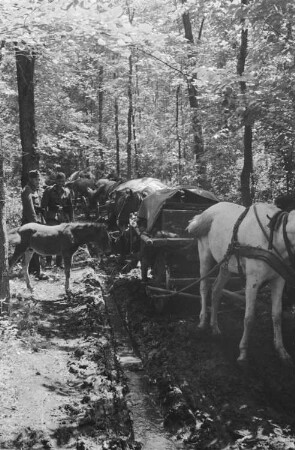 Zweiter Weltkrieg. Frontbilder. Sowjetunion. Troß der deutschen Wehrmacht mit Pferdefuhrwerken in einem Wald. Ansicht mit einem Fohlen