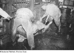 Reinigung der toten Schweine