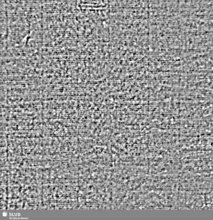 Lilie / CVC = S.5/6