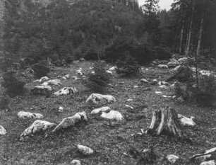 Findlinge im Wald : Findlinge an einem Waldrand