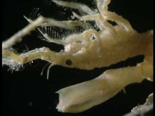 Organization and Motion of Arcturidae (Isopoda)