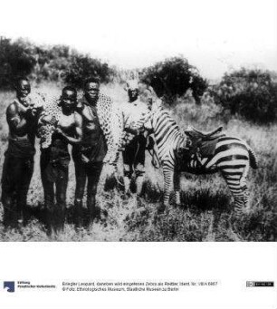 Erlegter Leopard, daneben wild eingefenes Zebra als Reittier