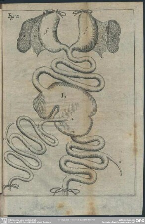 Fig. 2 [Abb. zu §. 6]