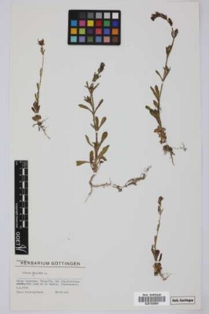 Silene gallica L.