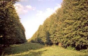 Jersbeker Park: Hauptallee: Blick nach Norden