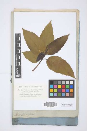 Ficus Lichtensteinii