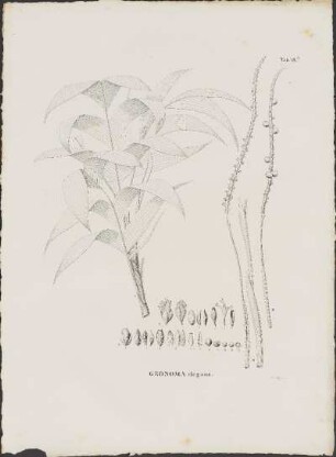 Tab. 18.A. Geonoma elegans