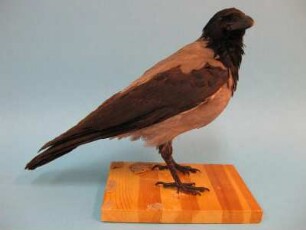 Nebelkrähe, Corvus corone cornix