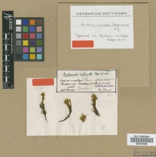 Bartramia inclinata Hampe & Lorentz [isotype]