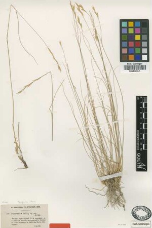 Agropyron tauri Balansa [type]