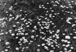 Wiese (Fettwiese) mit Maßliebchen (mehrjähriges Gänseblümchen, Bellis perennis) und Klee (Trifolium)