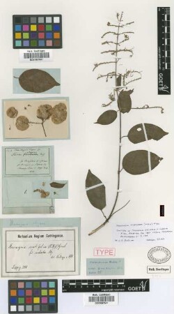 Mascagnia ovatifolia (H.B.K.) Griseb. f. cordata Nied.