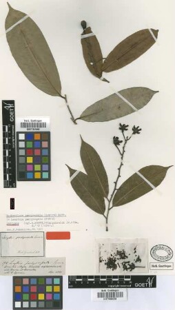 Lecythis pachysepala Spruce [isotype]