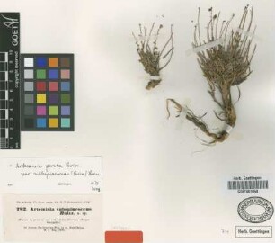 Artemisia subspinescens Boiss. [isotype]