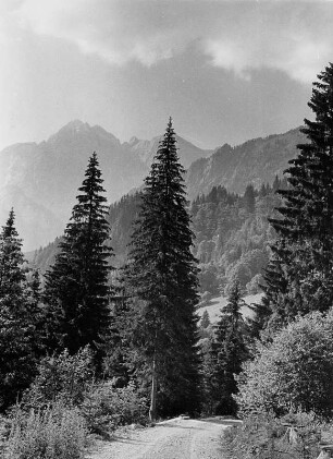 Österreich. Ennstaler Alpen in der Steiermark. Blick auf den Lugauer, einem 2.217 m hohem Berg