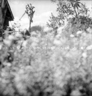 Serie "Gardening"