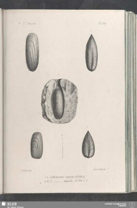 Pl. 346