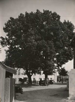 Lindengruppe in Dorfmitte