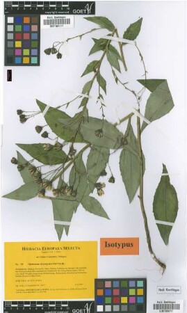 Hieracium stranigense Gottschl. [isotype]