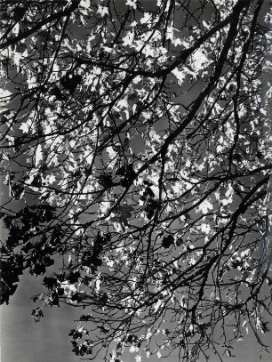 Herbstblätter im Sonnenlicht
