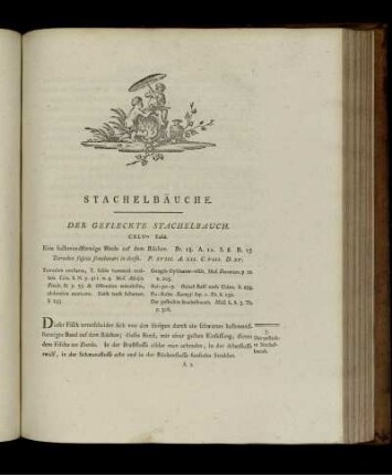 Stachelbäuche. Der gefleckte Stachelbauch.