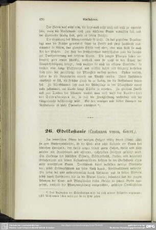 26. Edelkastanie (Castanea vesca, Gaert.)