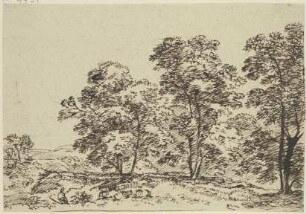 Landschaft mit hohen Bäumen