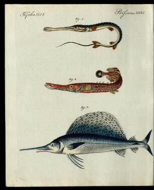 Sonderbare Fische.