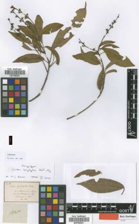 Croton leiophyllus Müll.Arg. [Isosyntype]