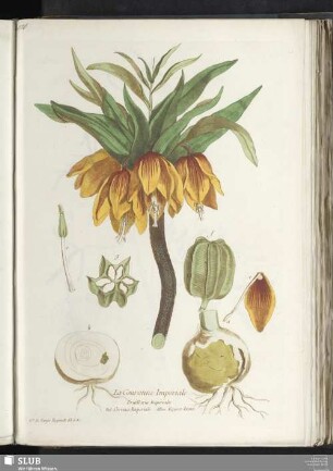 La Couronne Imperiale