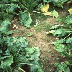 Fotografie: Feldfrucht, Zuckerrübe