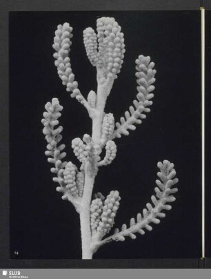 Santolina chamaecyparissus, Sproß des Heiligenkrauts