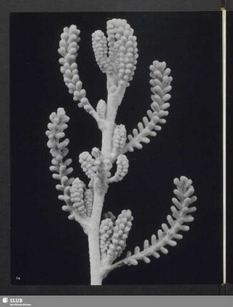 Santolina chamaecyparissus, Sproß des Heiligenkrauts