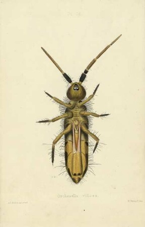 Plate XVI. Orchesella villosa.