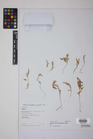 Selaginella novae-hollandiae (Sw.) Spring