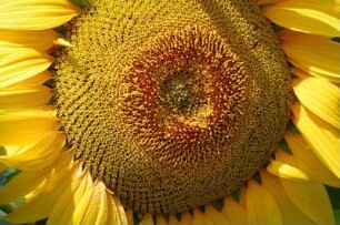 Frankreich. Poitou Charentes. Charente. Segonzac. Sonnenblume. Nahaufnahme