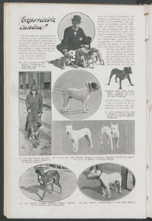 Exposición canina