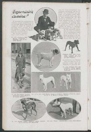 Exposición canina