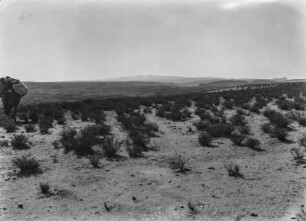 Graslandschaft der Puna : Panorama der mit Gräsern bewachsenen Puna.