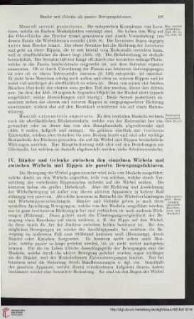 IV: Bänder und Gelenke zwischen den einzelnen Wirbeln und zwischen Wirbeln und Rippen als passive Bewegungsfaktoren