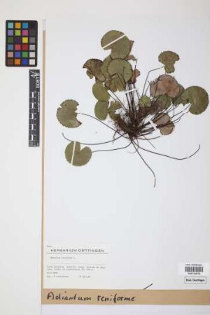 Adiantum reniforme