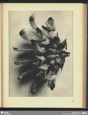 Salvia argentea