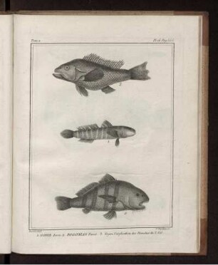 Pl. 16